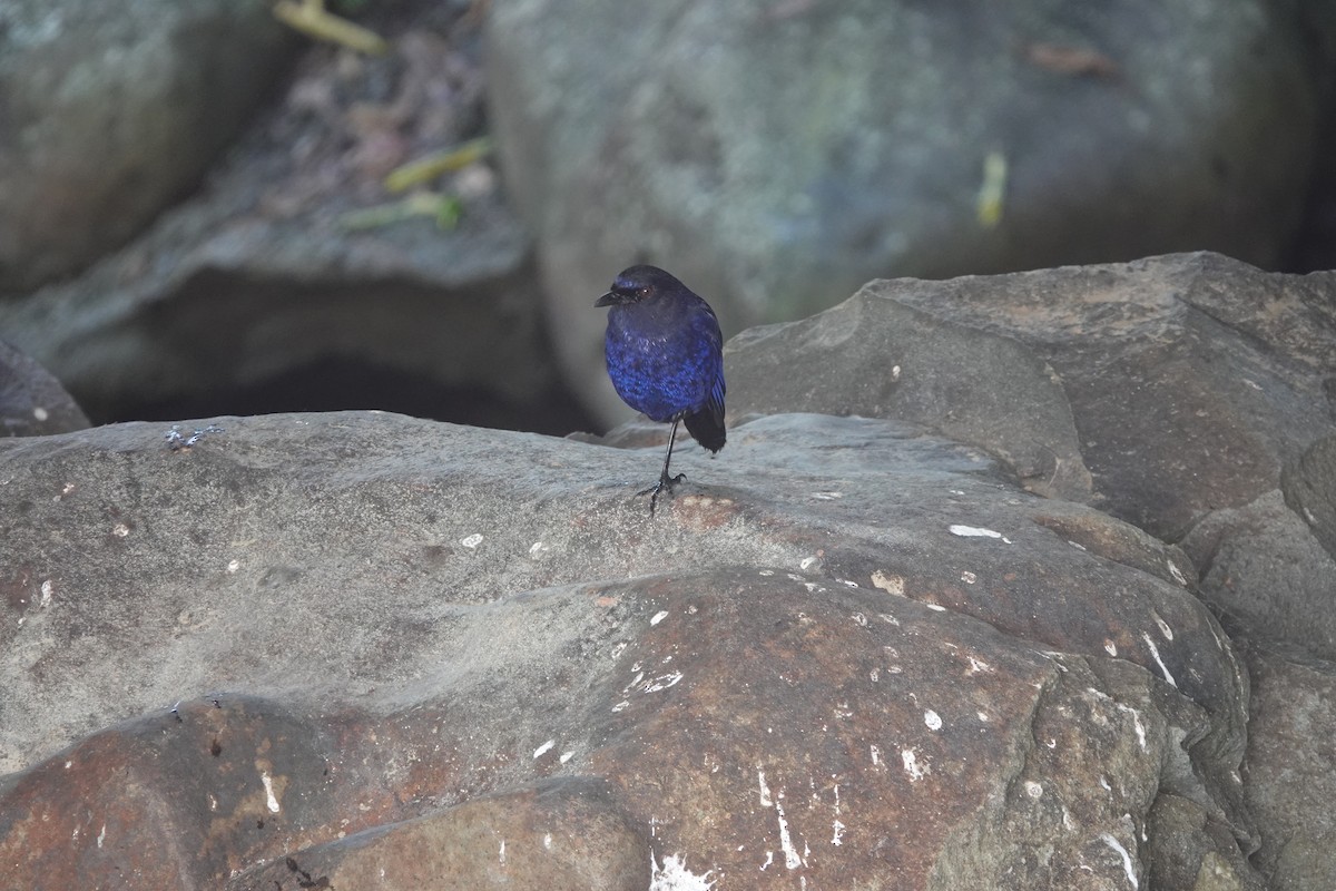 Taiwan Whistling-Thrush - ML638934015