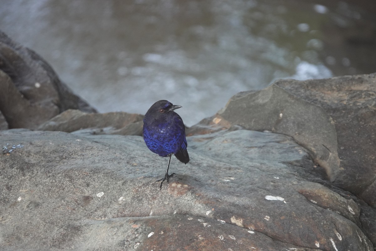 Taiwan Whistling-Thrush - ML638934017