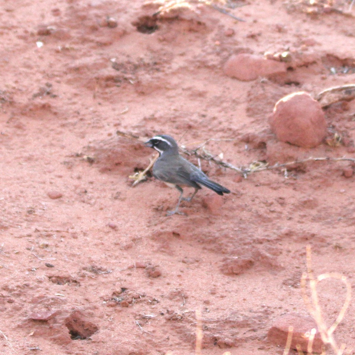 Black-throated Sparrow - ML638934018