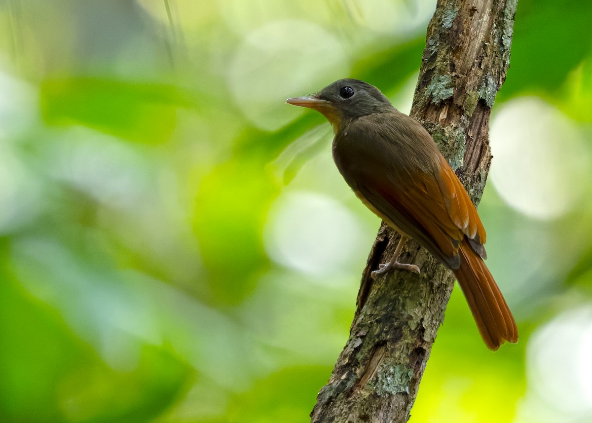 Rufous-winged Philentoma - ML638934019