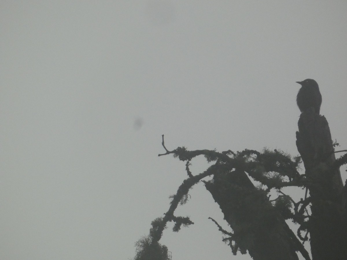 Ashy Drongo - ML638934027
