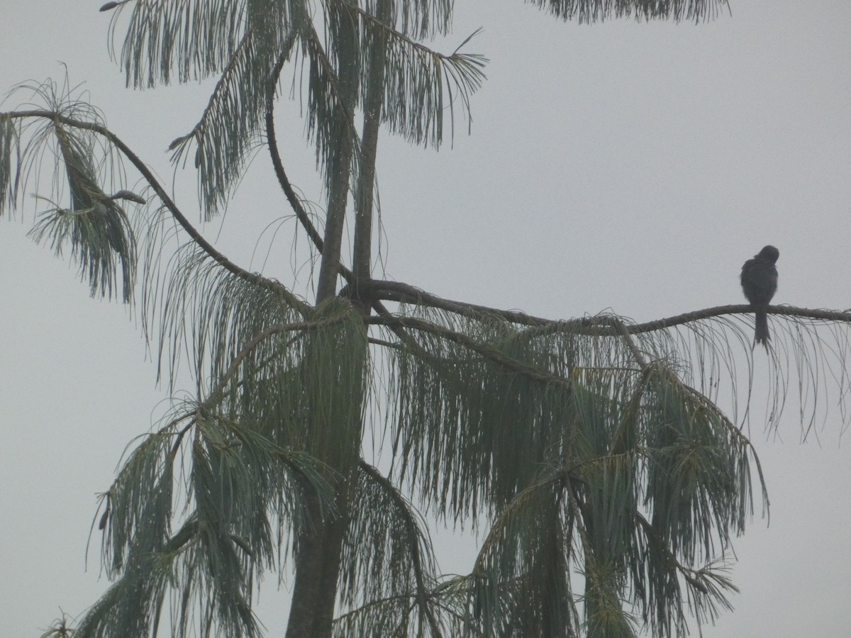 Ashy Drongo - ML638934028