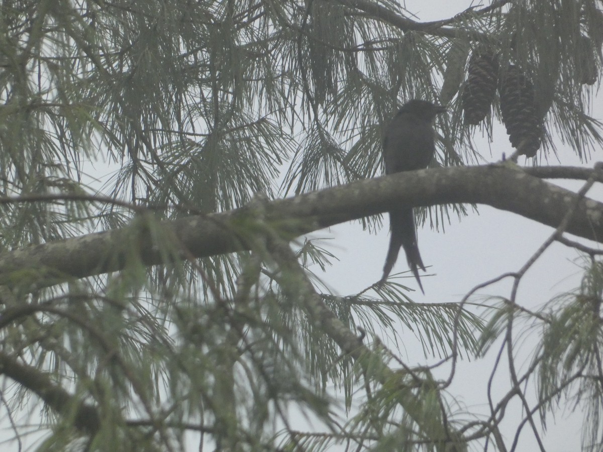 Ashy Drongo - ML638934029