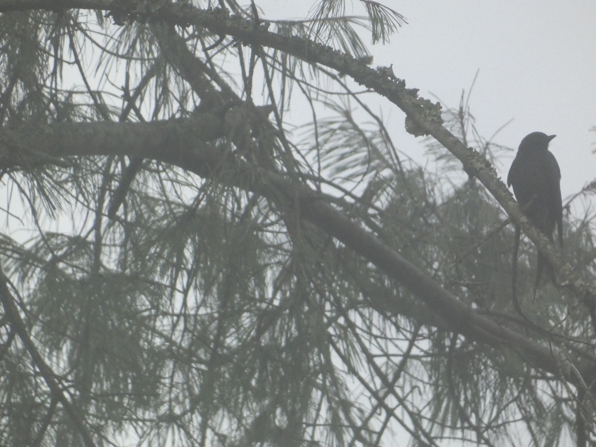 Ashy Drongo - ML638934030