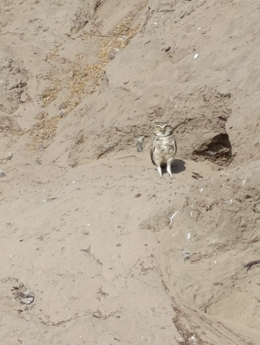 Burrowing Owl - ML638934042