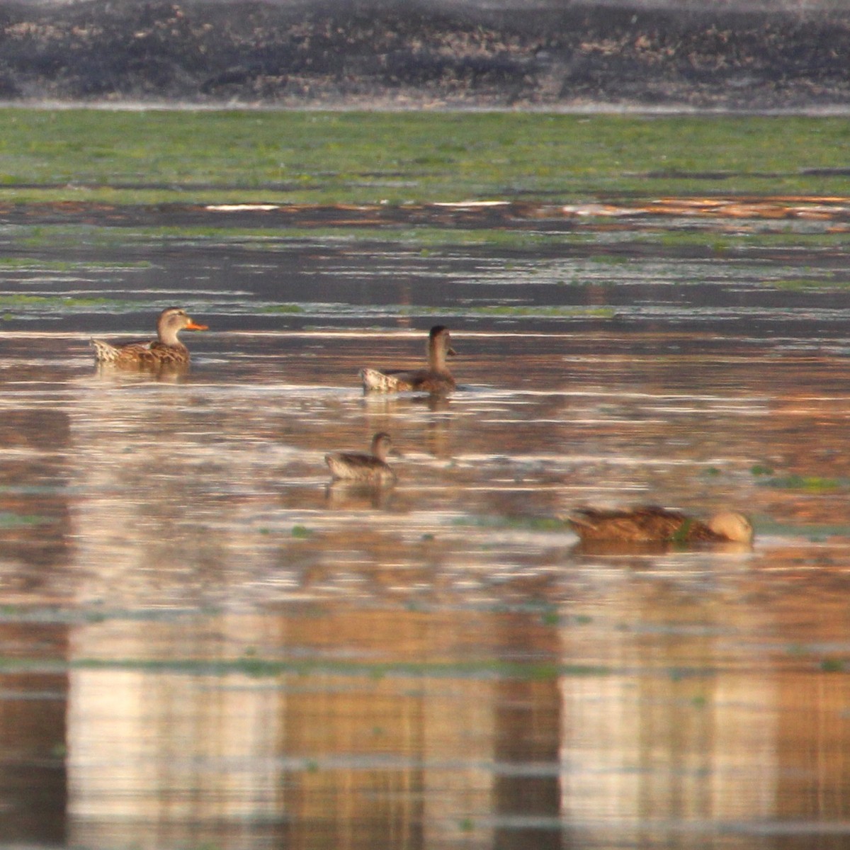 Mallard - ML638934075