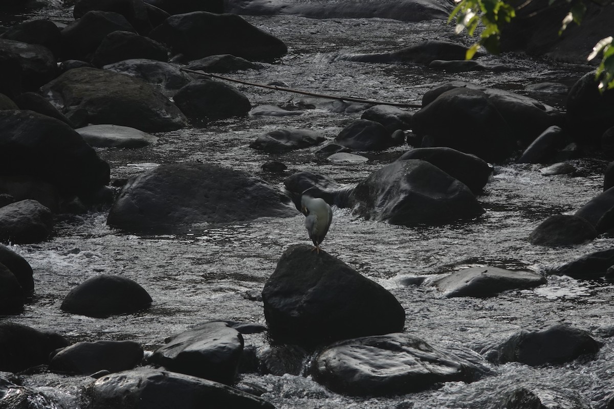 Black-crowned Night Heron - ML638934076