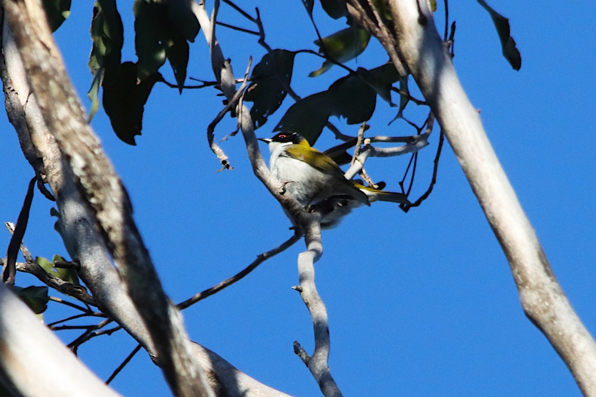 White-naped Honeyeater - ML638934080