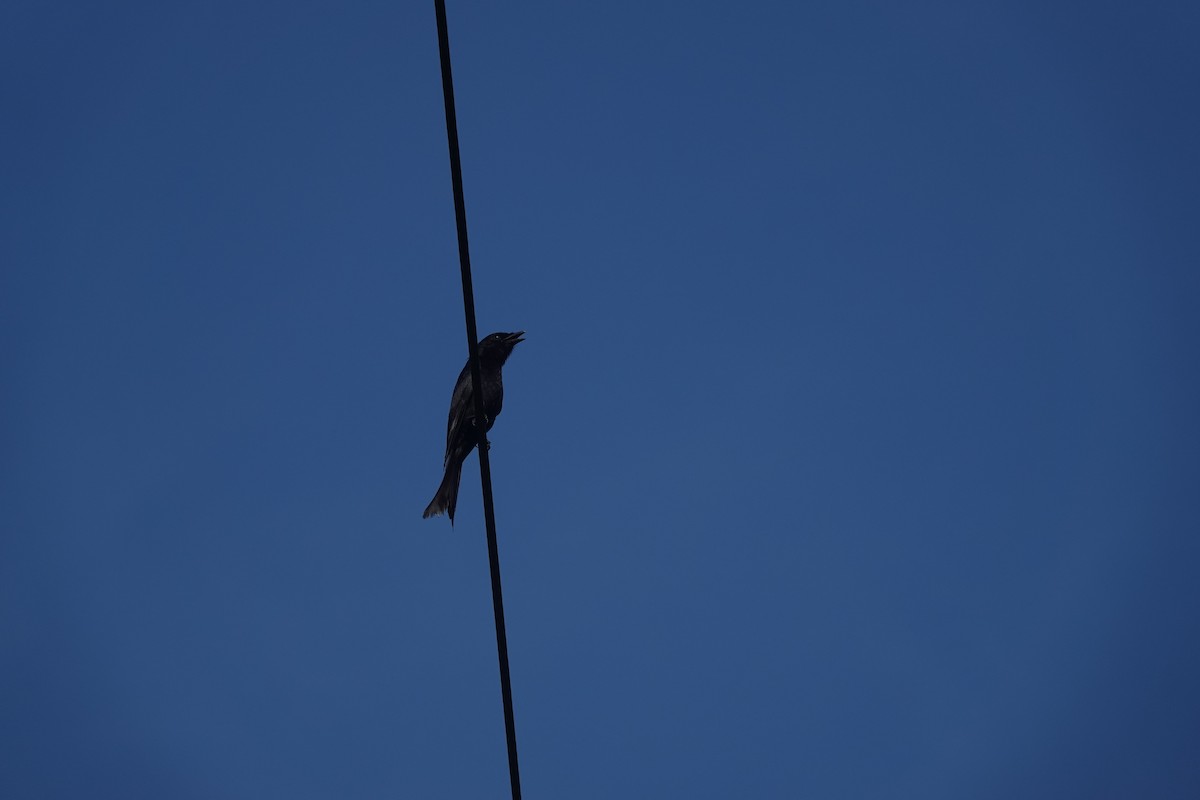 Black Drongo - ML638934081