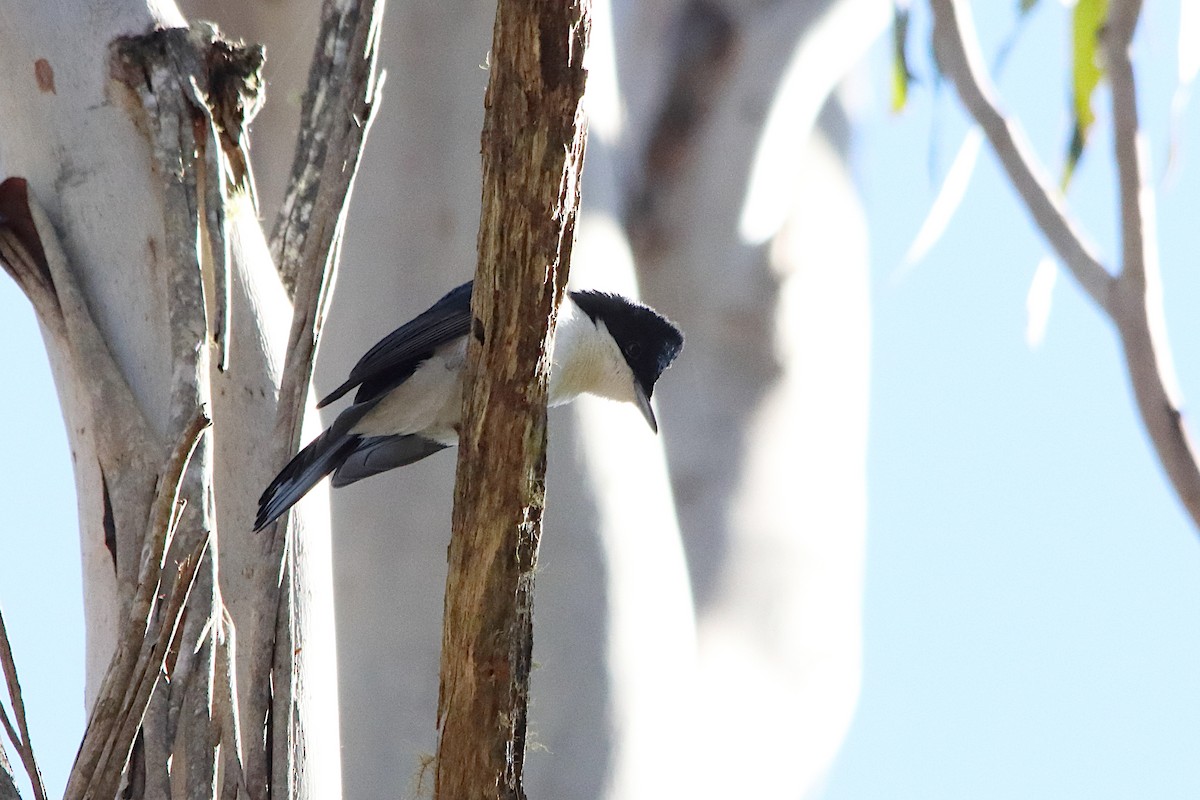 Restless Flycatcher - ML638934086