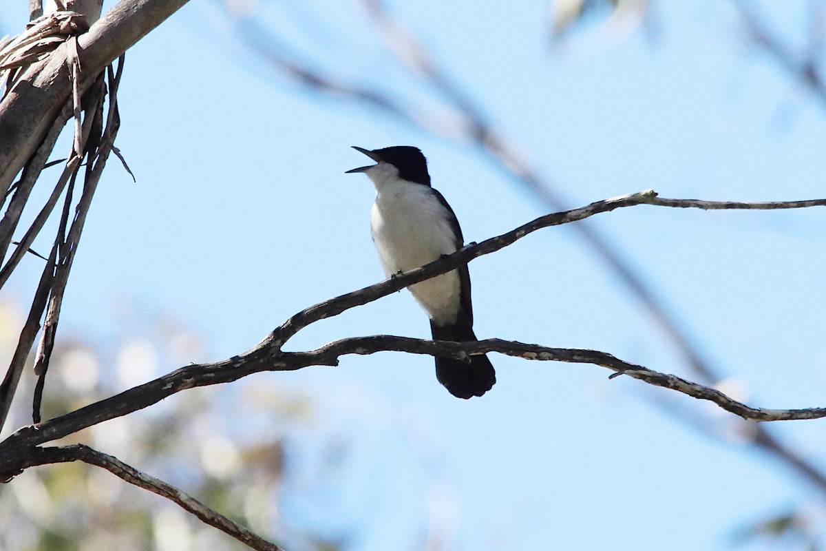 Restless Flycatcher - ML638934087