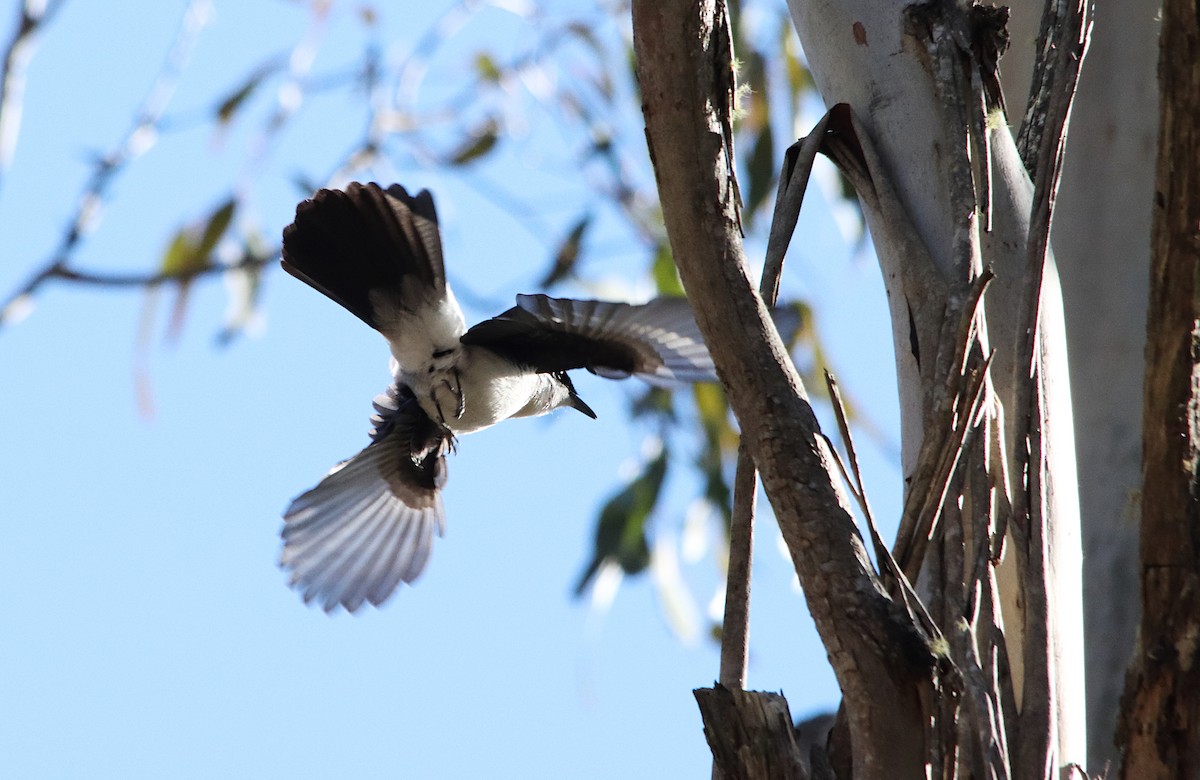 Restless Flycatcher - ML638934089