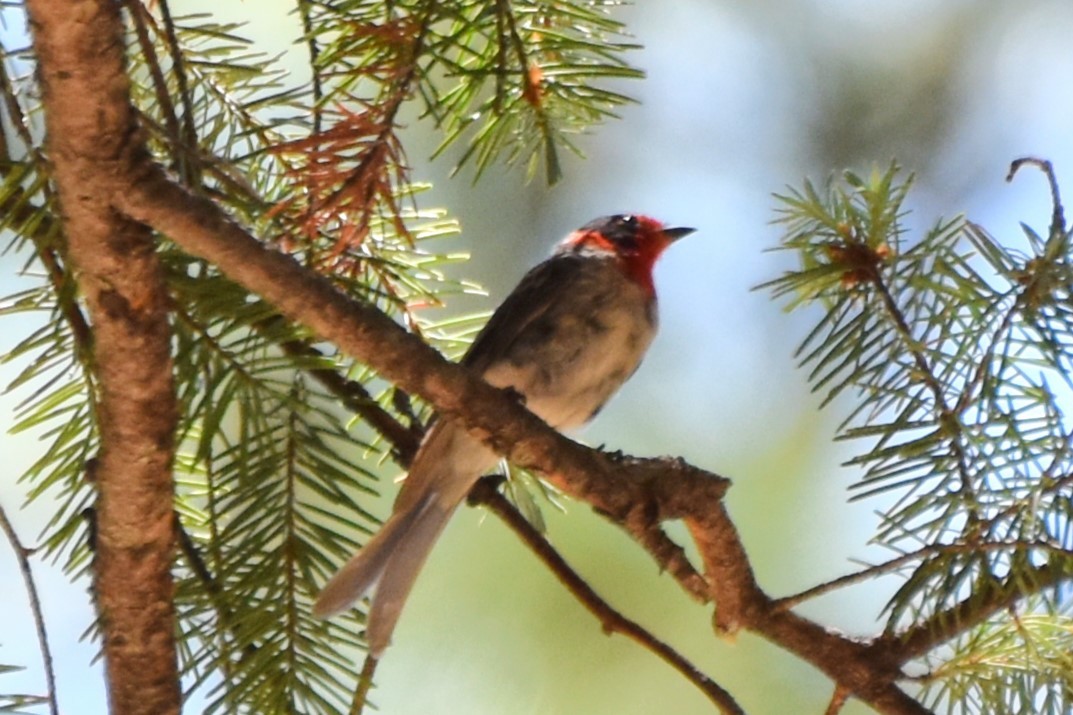 Red-faced Warbler - ML638934091