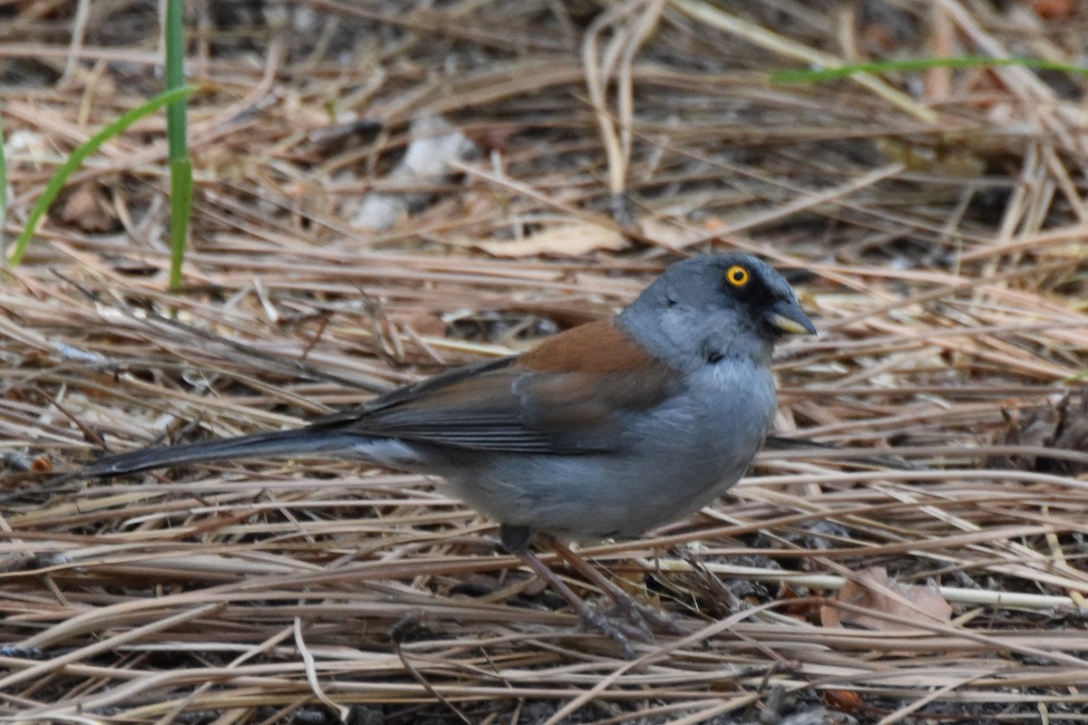 Yellow-eyed Junco - ML638934092
