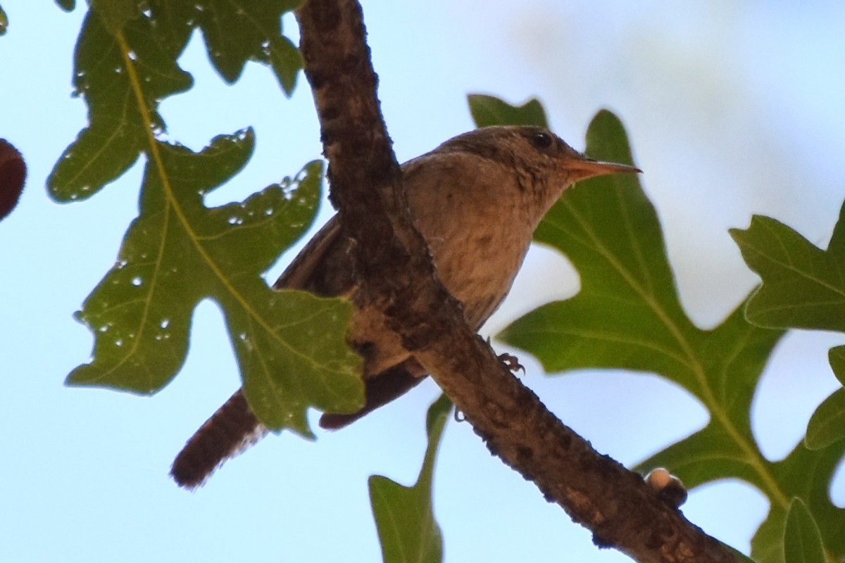 Northern House Wren - ML638934094