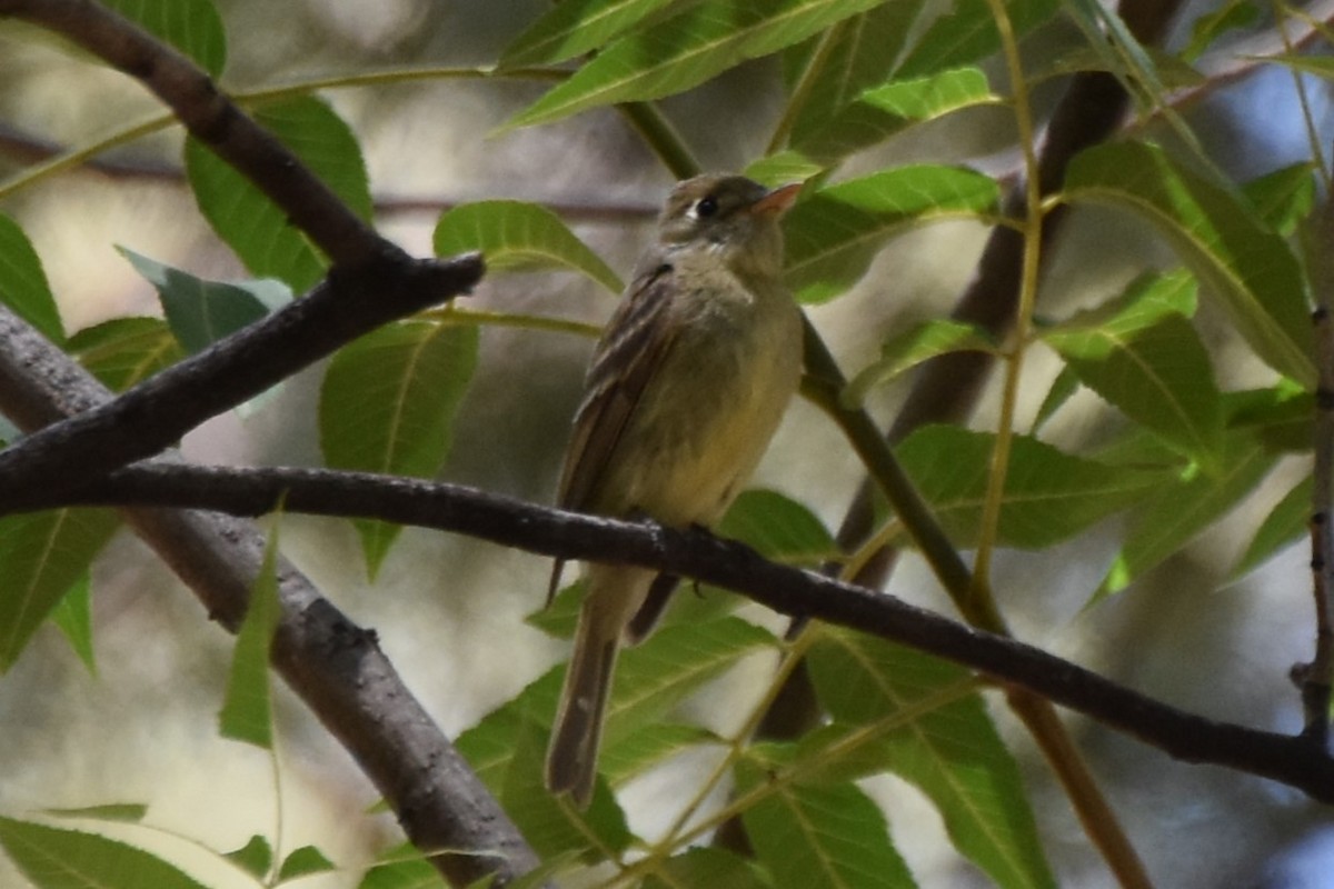 Western Flycatcher - ML638934096