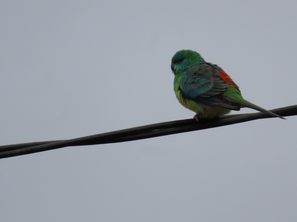 Red-rumped Parrot - ML638934105