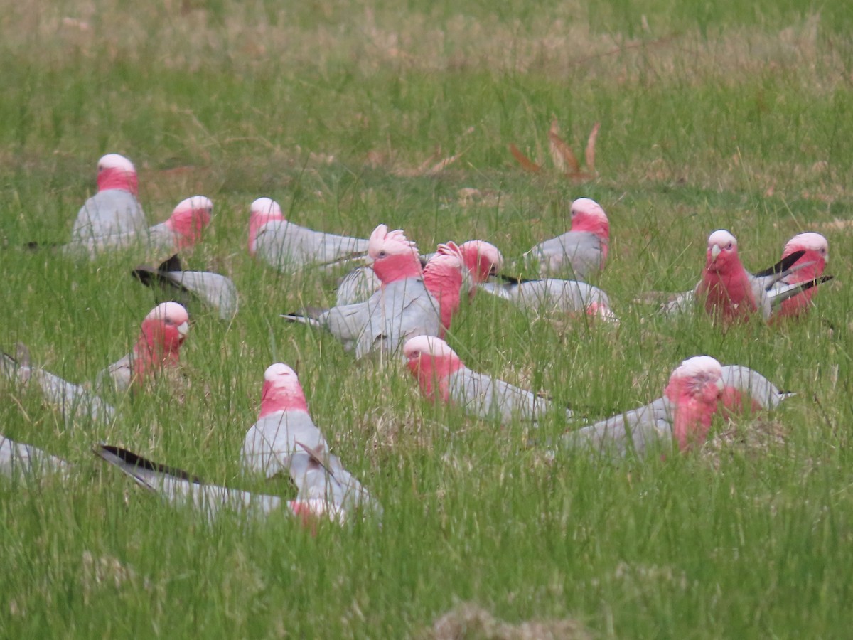 Galah - ML638934116