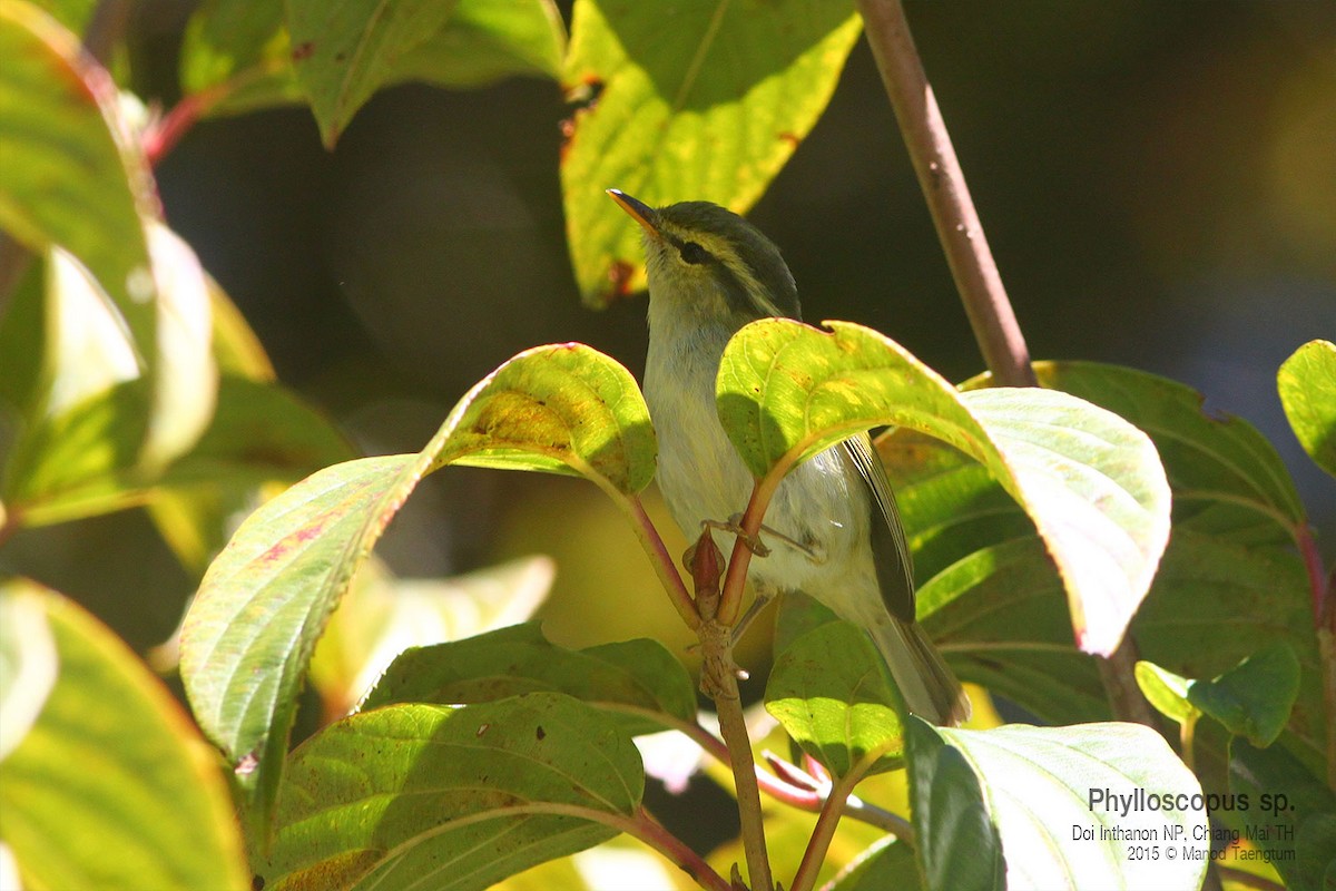 Phylloscopus sp. - ML638934126