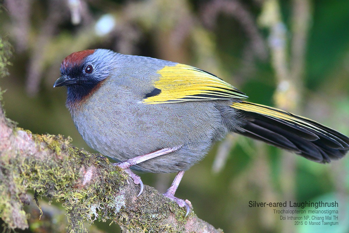 Silver-eared Laughingthrush - ML638934127