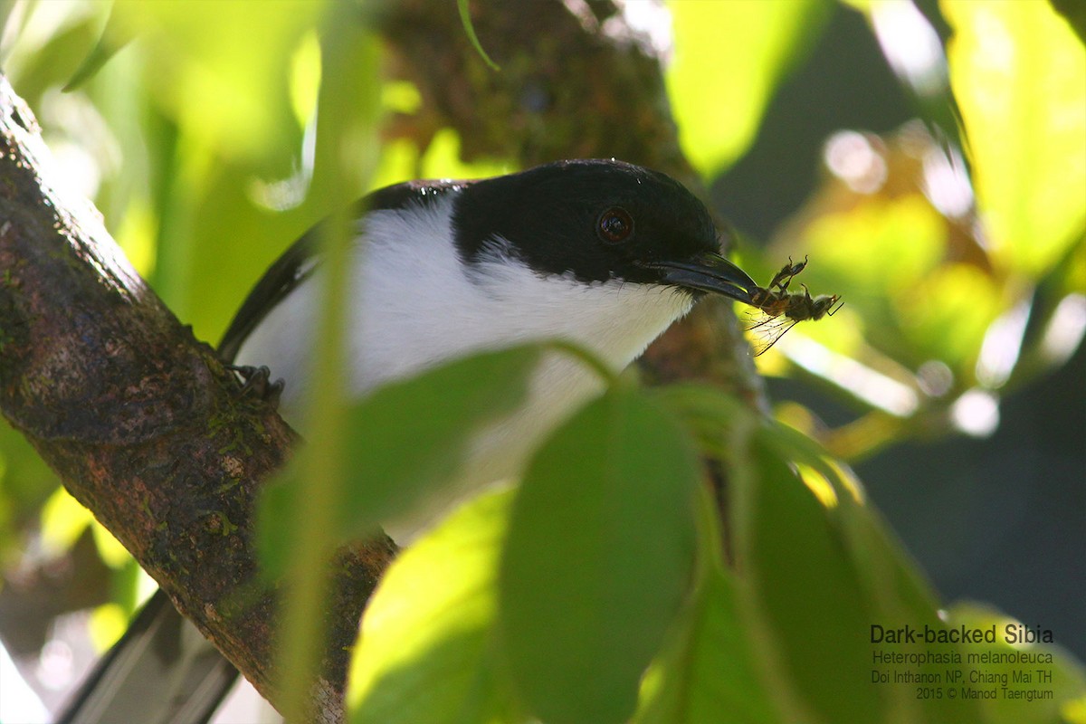 Black-backed Sibia - ML638934128