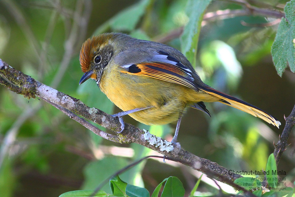 Chestnut-tailed Minla - ML638934129