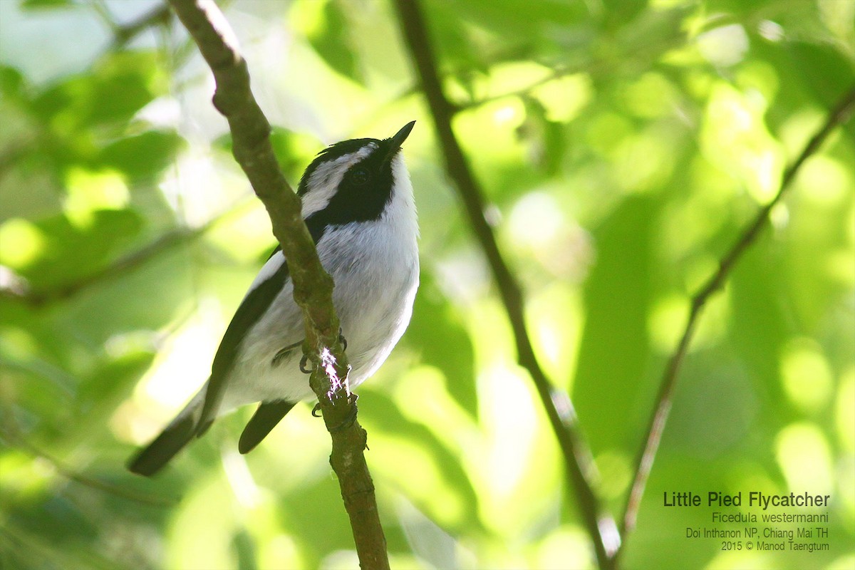 Little Pied Flycatcher - ML638934130
