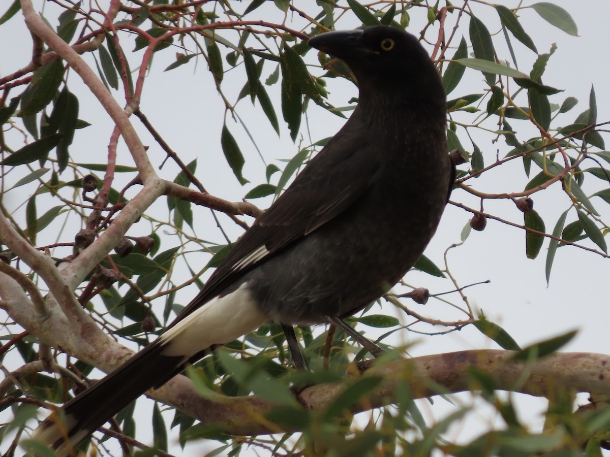 Pied Currawong - ML638934131