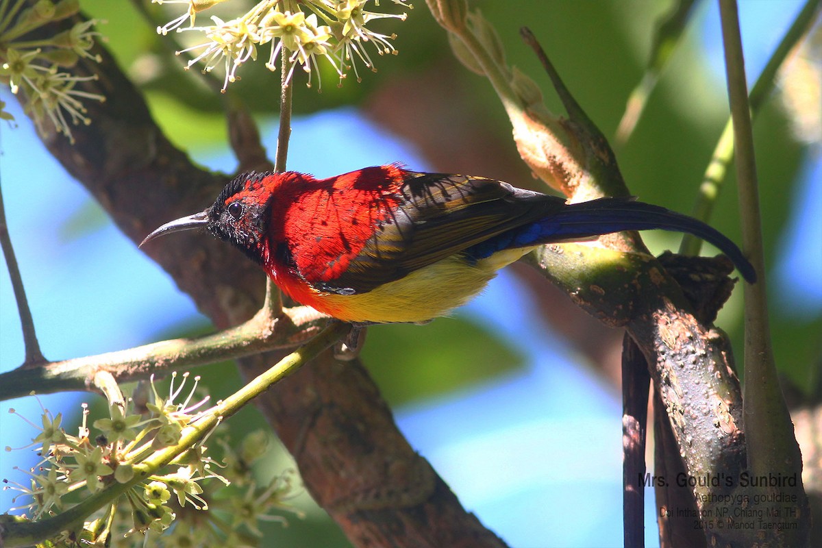 Mrs. Gould's Sunbird (Scarlet-breasted) - ML638934132