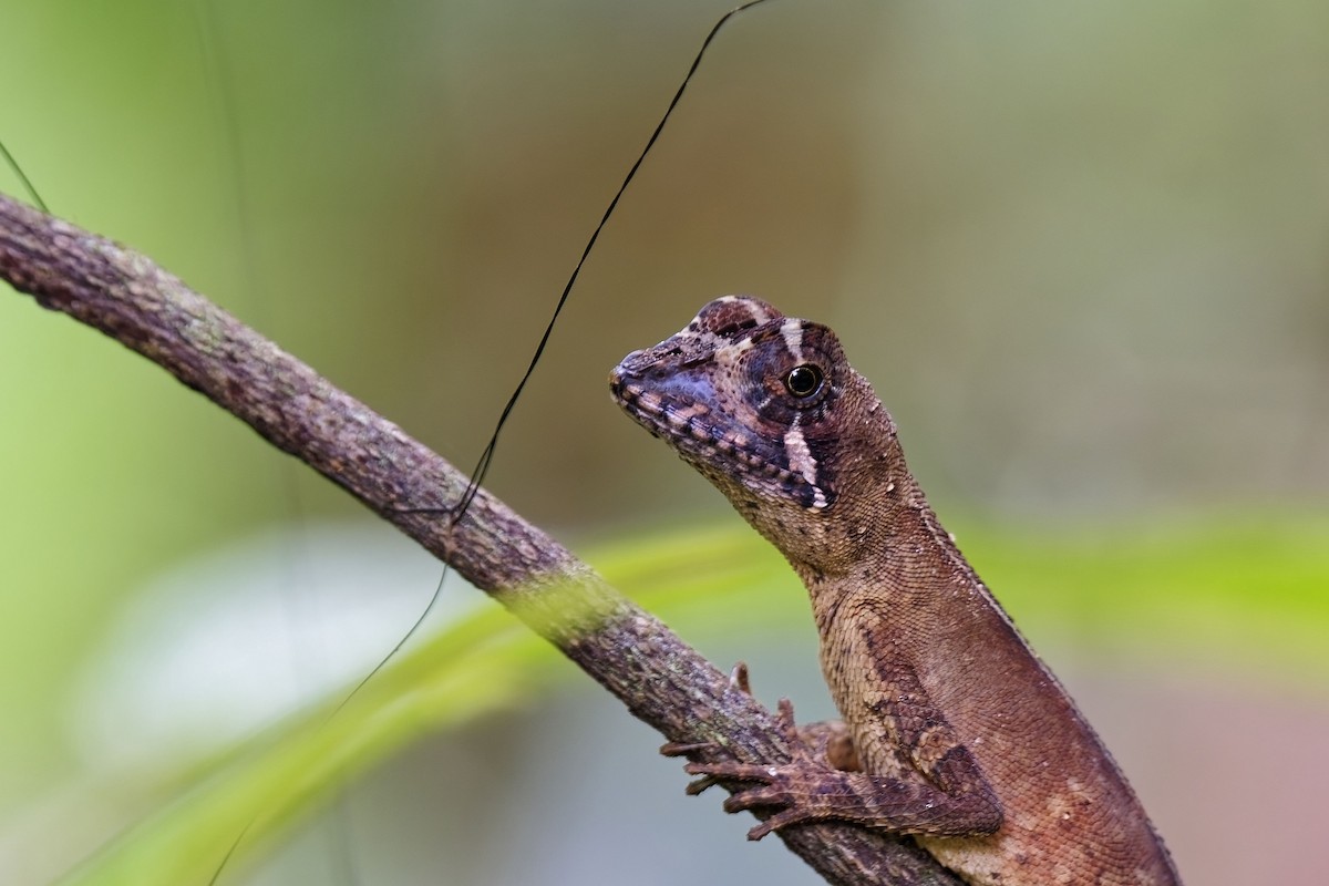 Sri Lanka Kangaroo Lizard - ML638934133
