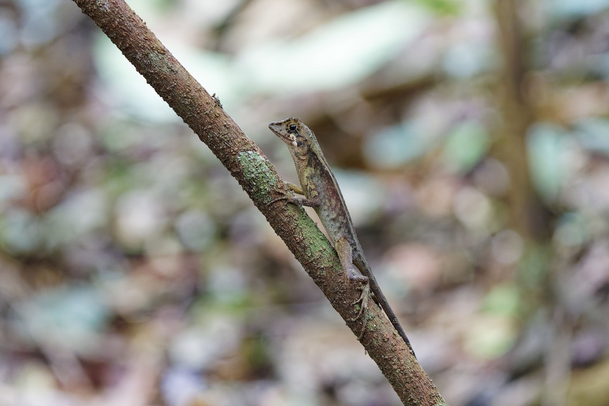 Sri Lanka Kangaroo Lizard - ML638934134