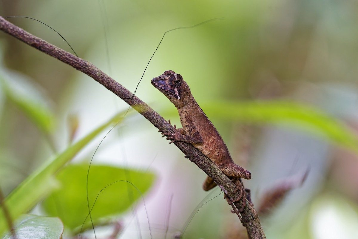 Sri Lanka Kangaroo Lizard - ML638934135
