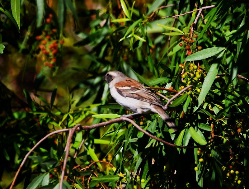 Cape Sparrow - ML638934137