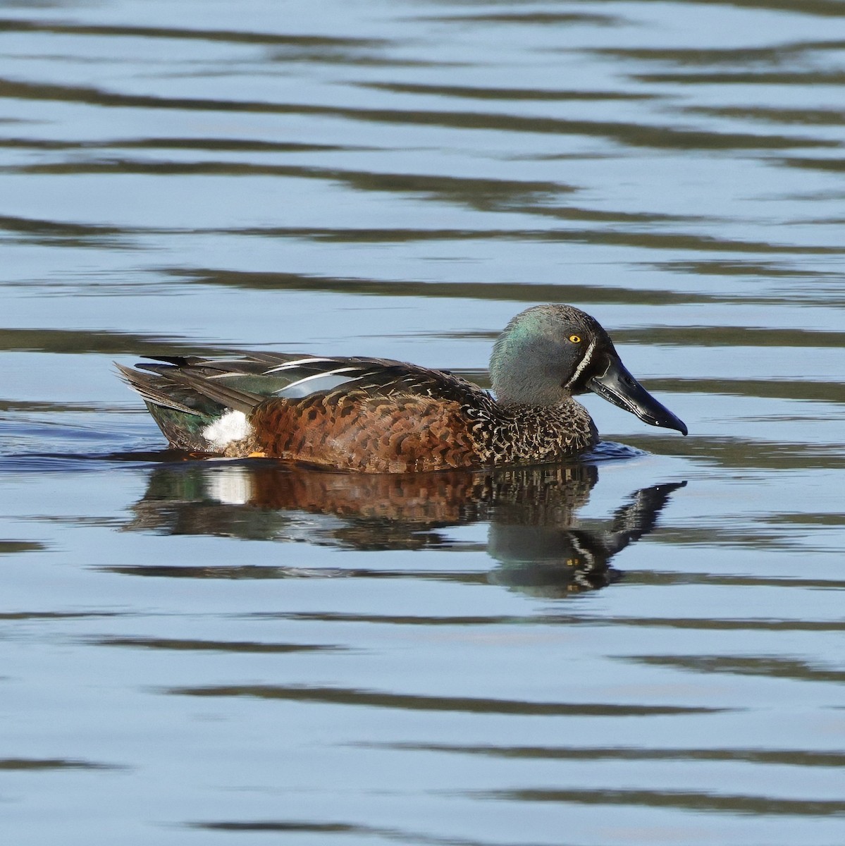Australasian Shoveler - ML638934152