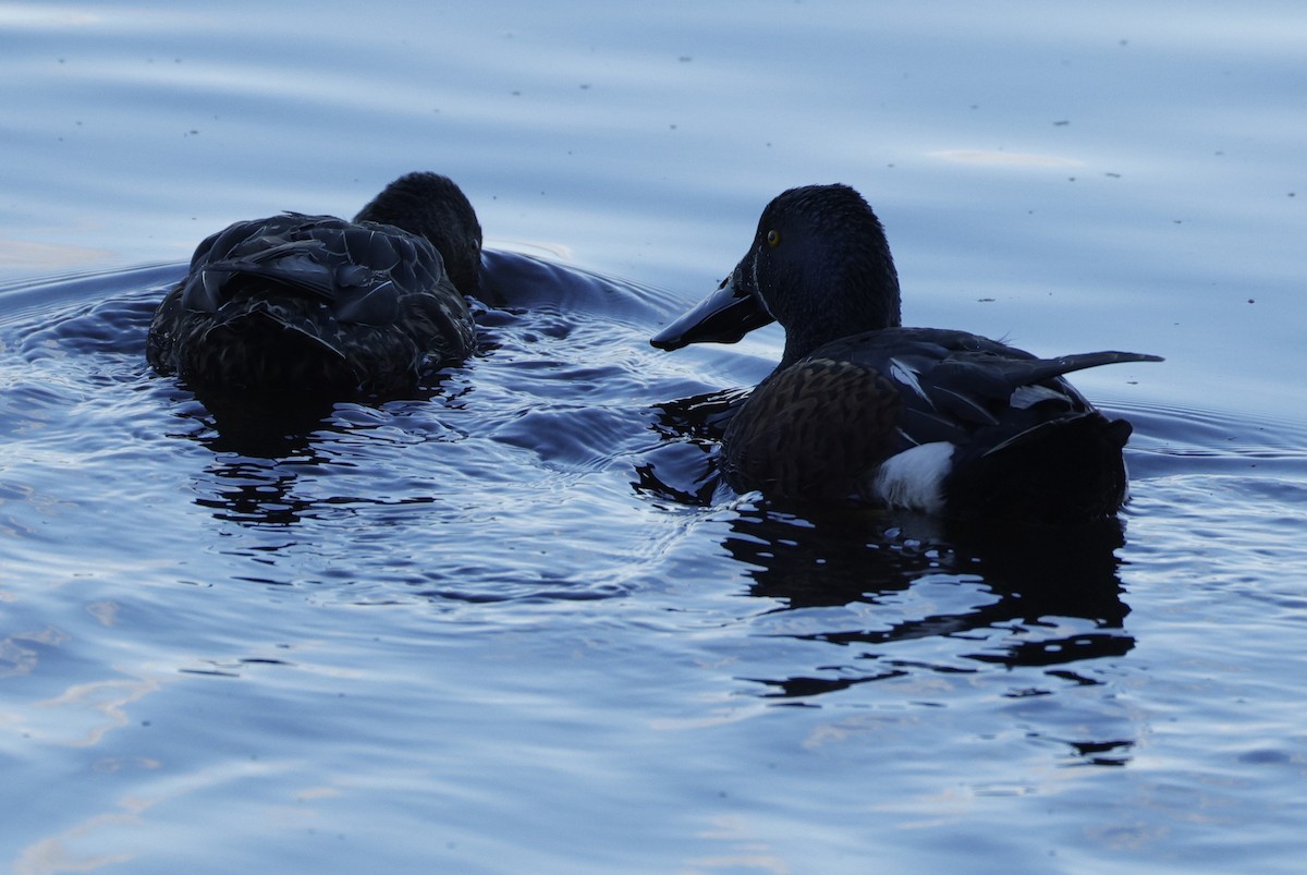 Australasian Shoveler - ML638934153