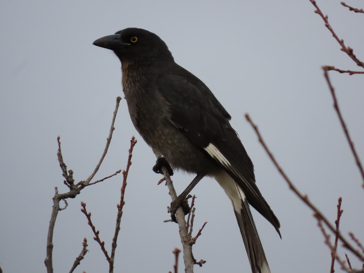 Pied Currawong - ML638934194