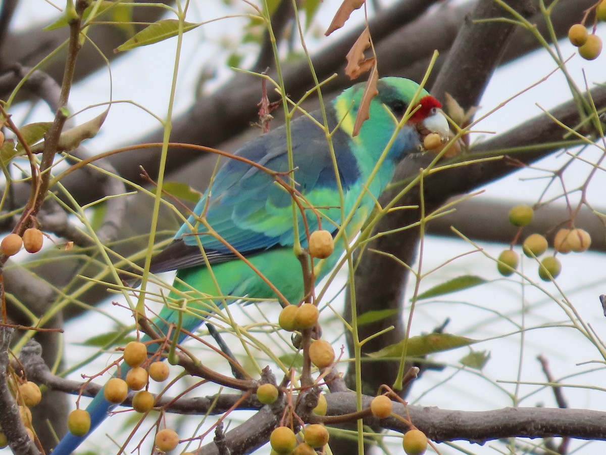Australian Ringneck - ML638934219