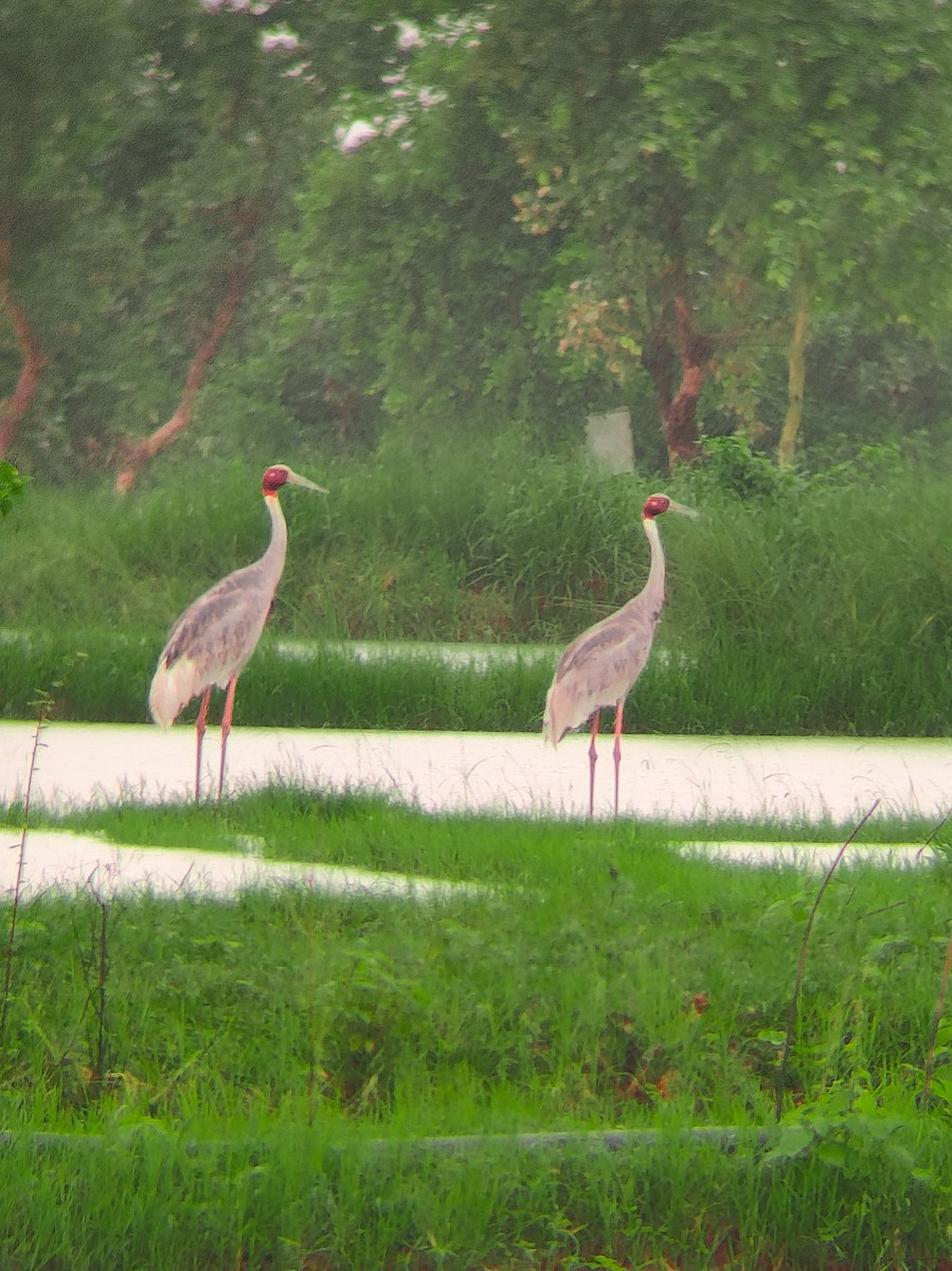 Sarus Crane - ML638934226