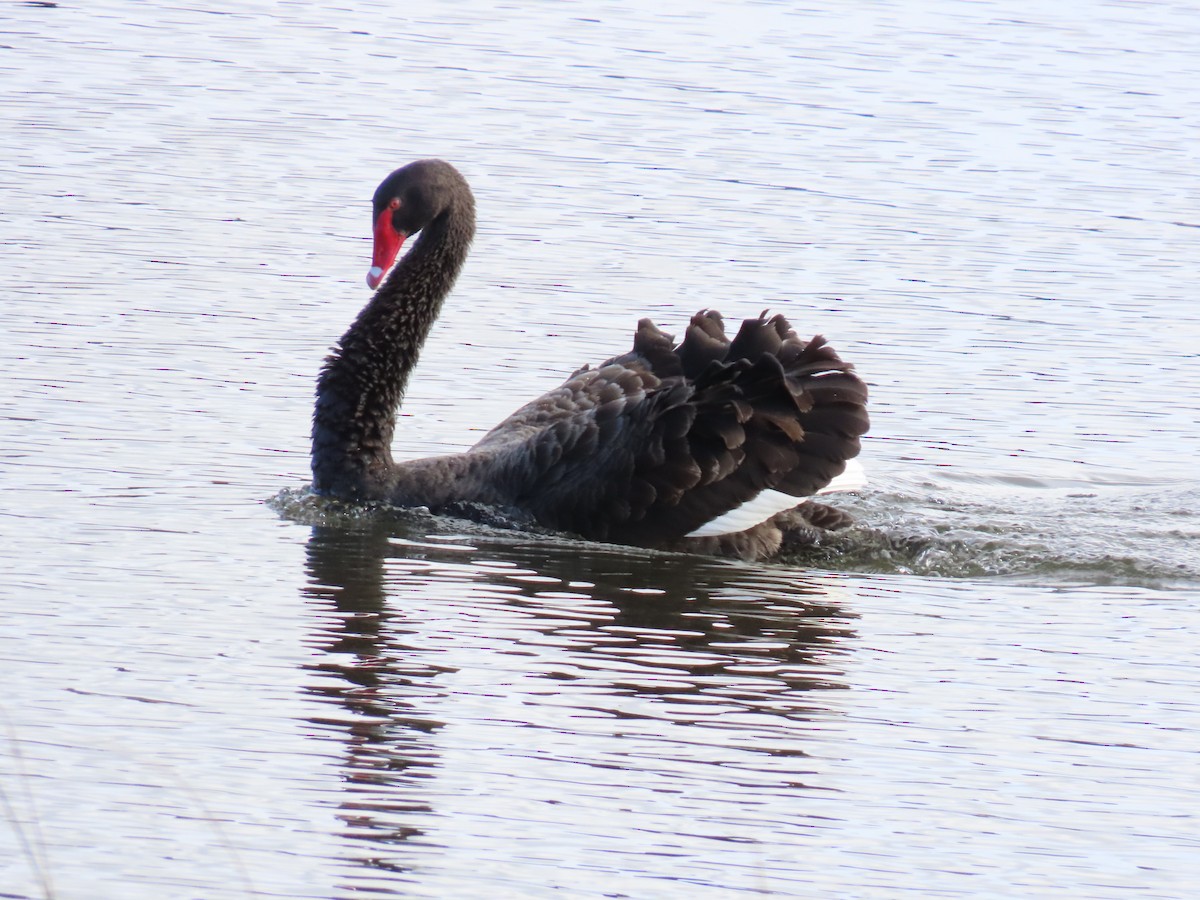 Black Swan - ML638934227