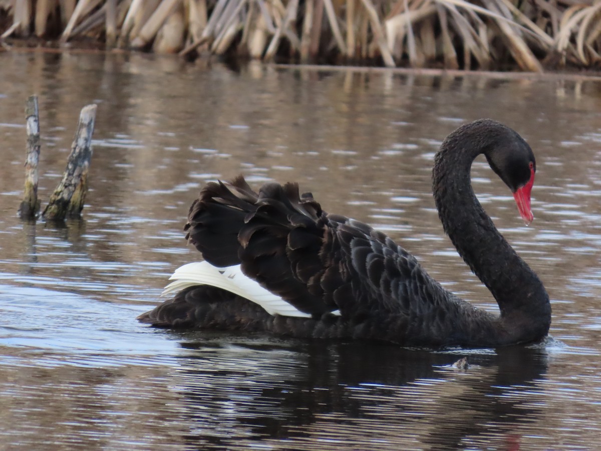 Black Swan - ML638934228