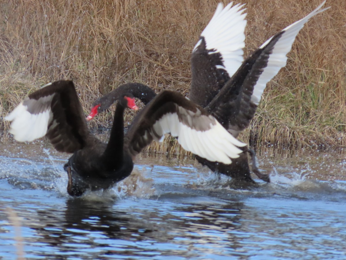 Black Swan - ML638934229