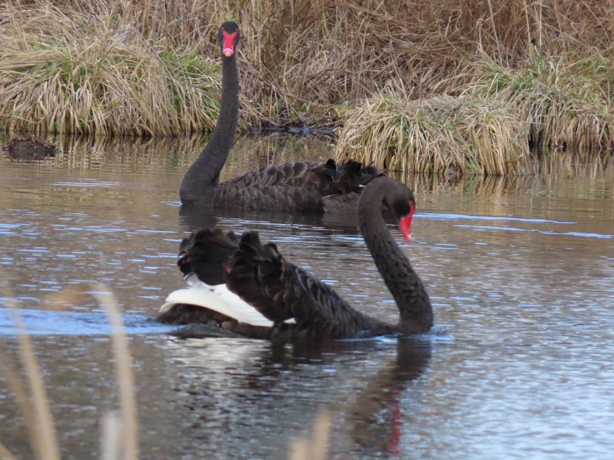 Black Swan - ML638934230