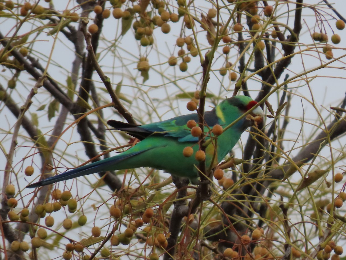 Australian Ringneck - ML638934236