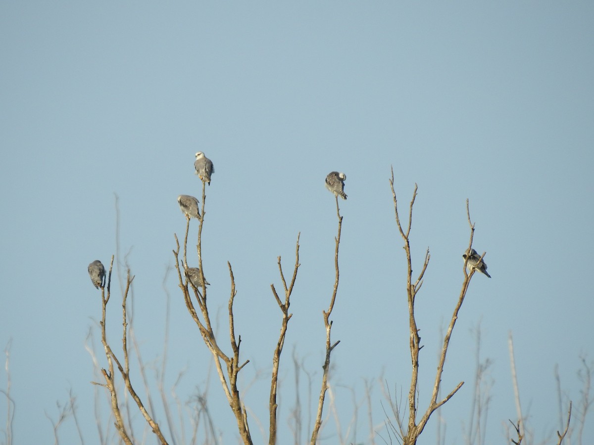 Black-winged Kite (Asian) - ML638934238