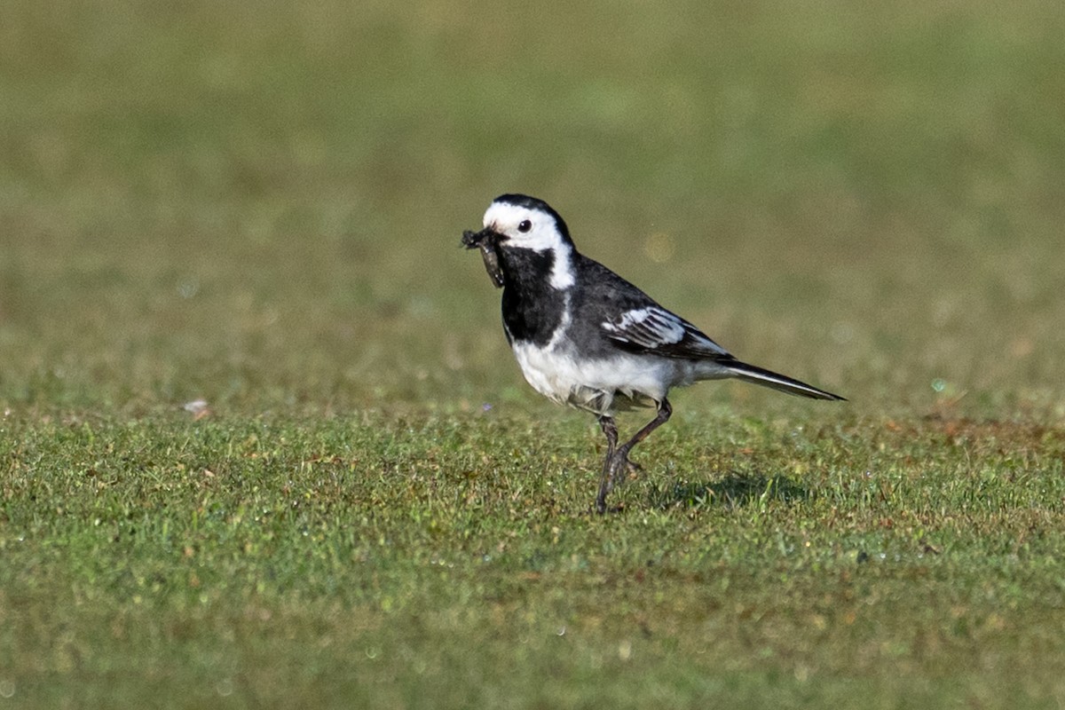 White Wagtail - ML638934245
