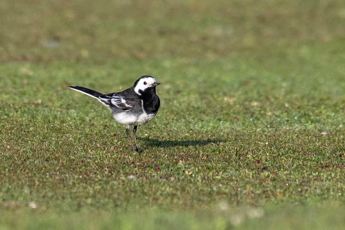 White Wagtail - ML638934246