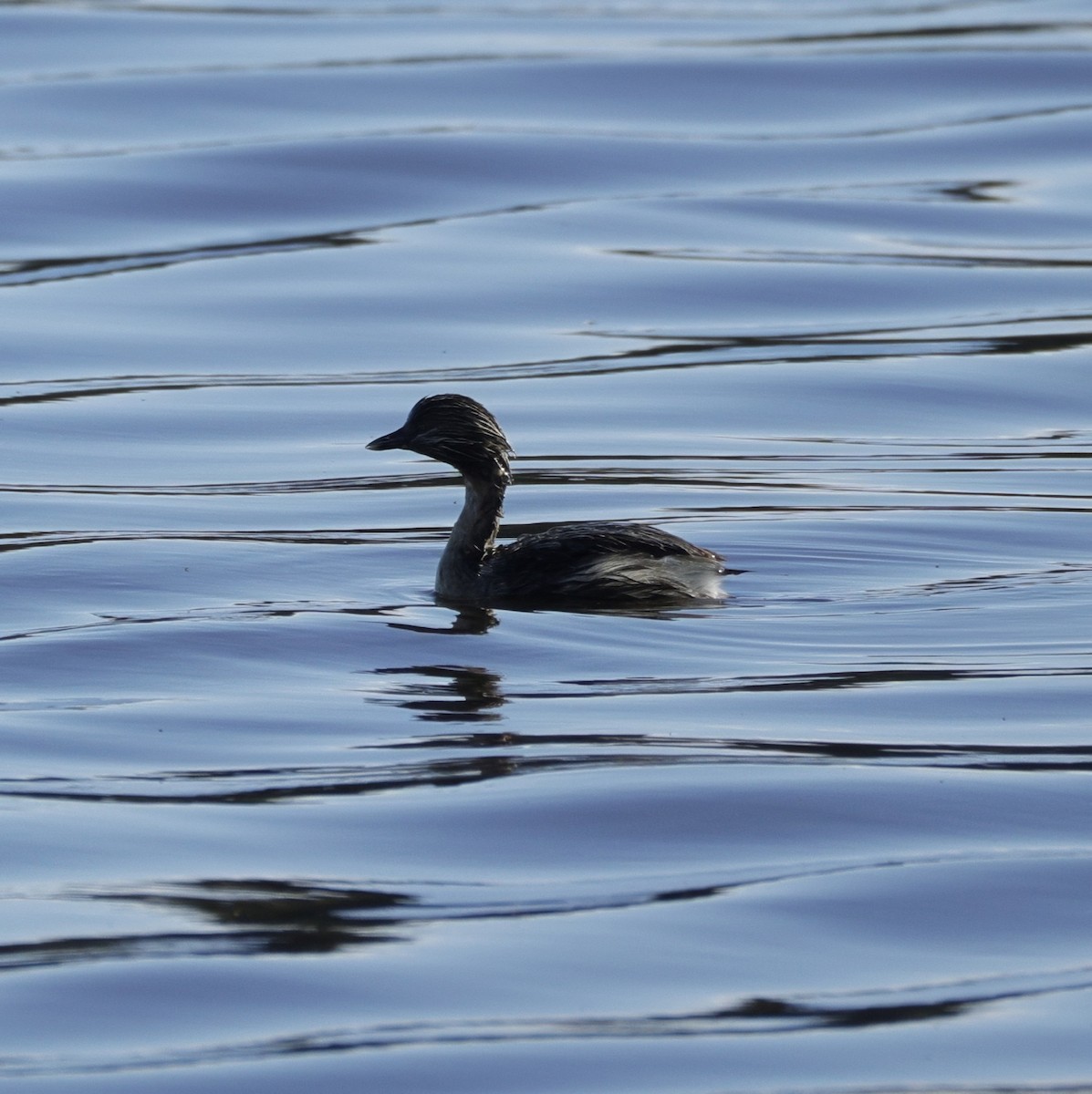 Hoary-headed Grebe - ML638934250