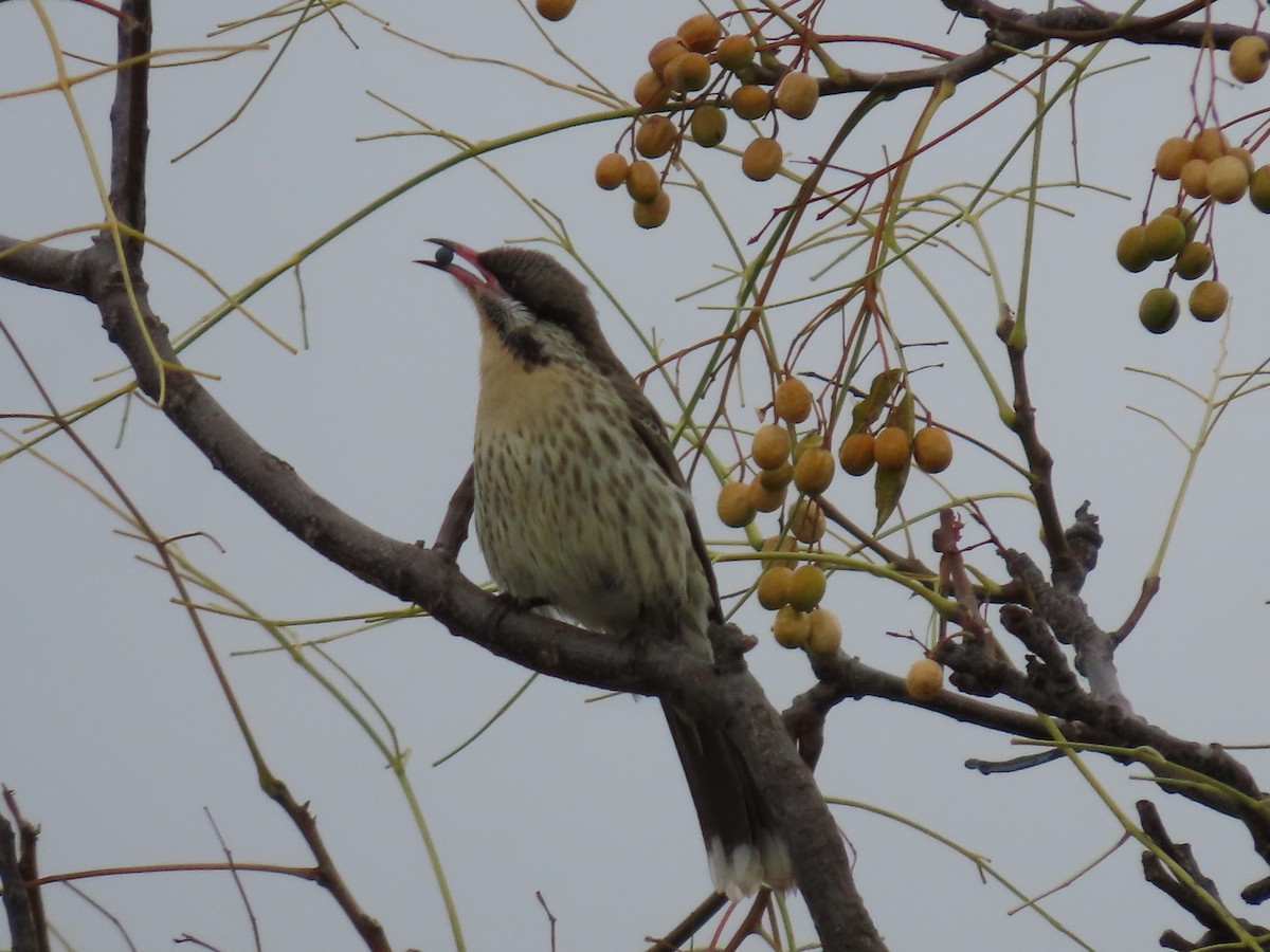 Spiny-cheeked Honeyeater - ML638934251