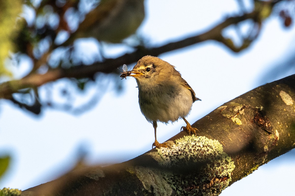 Willow Warbler - ML638934254