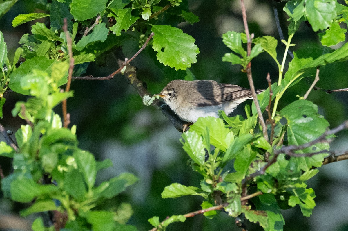Willow Warbler - ML638934255